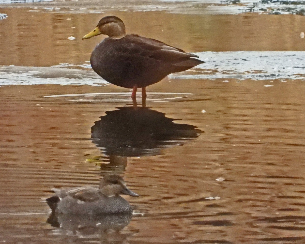 American Black Duck - ML646994611