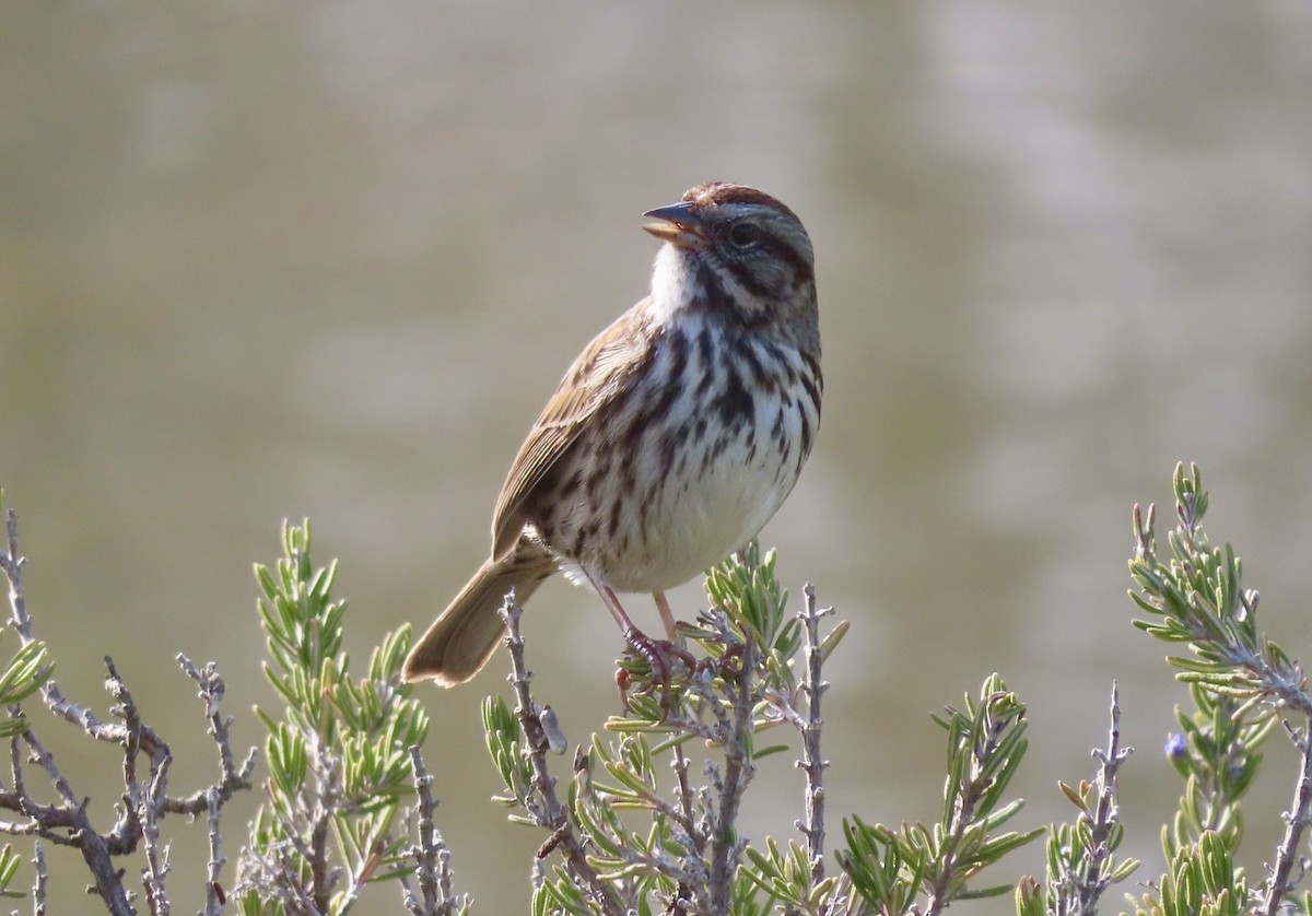 Bruant chanteur - ML646994613