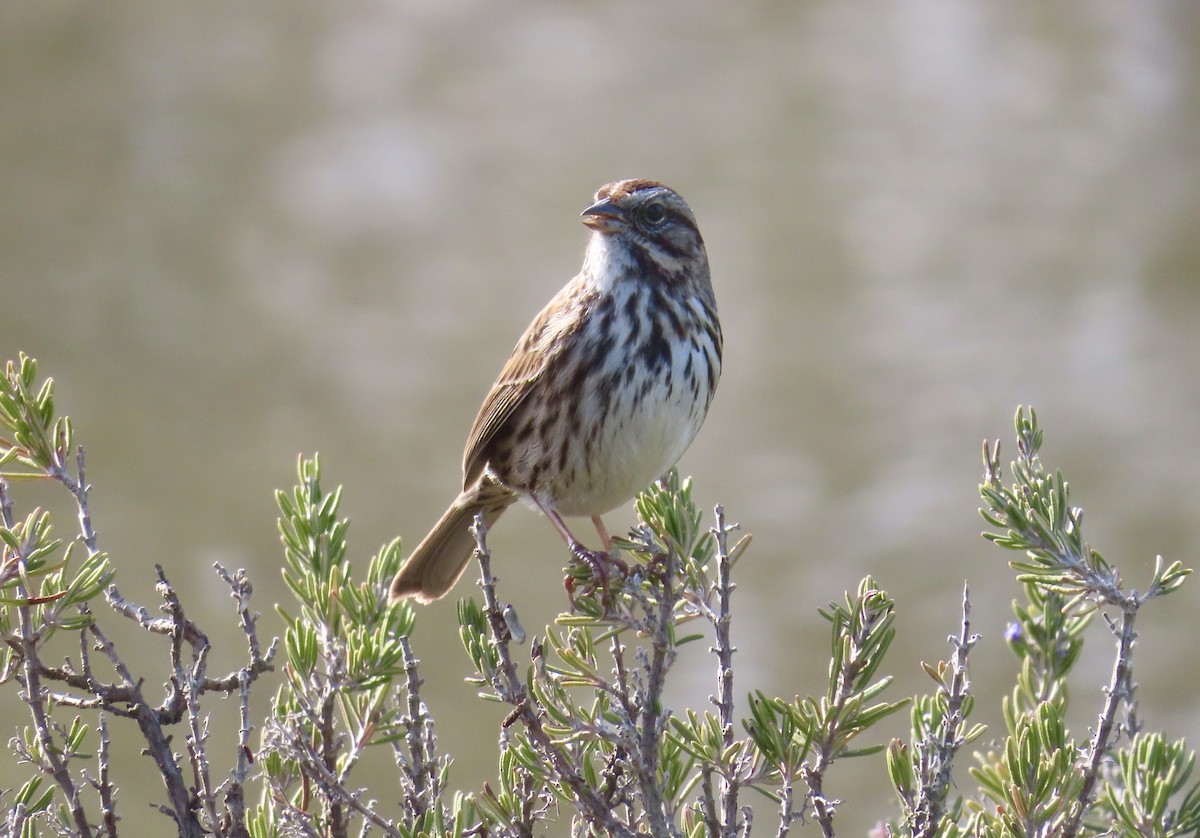 Bruant chanteur - ML646994614