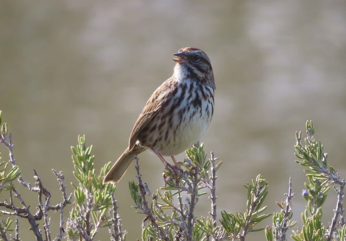 Bruant chanteur - ML646994615