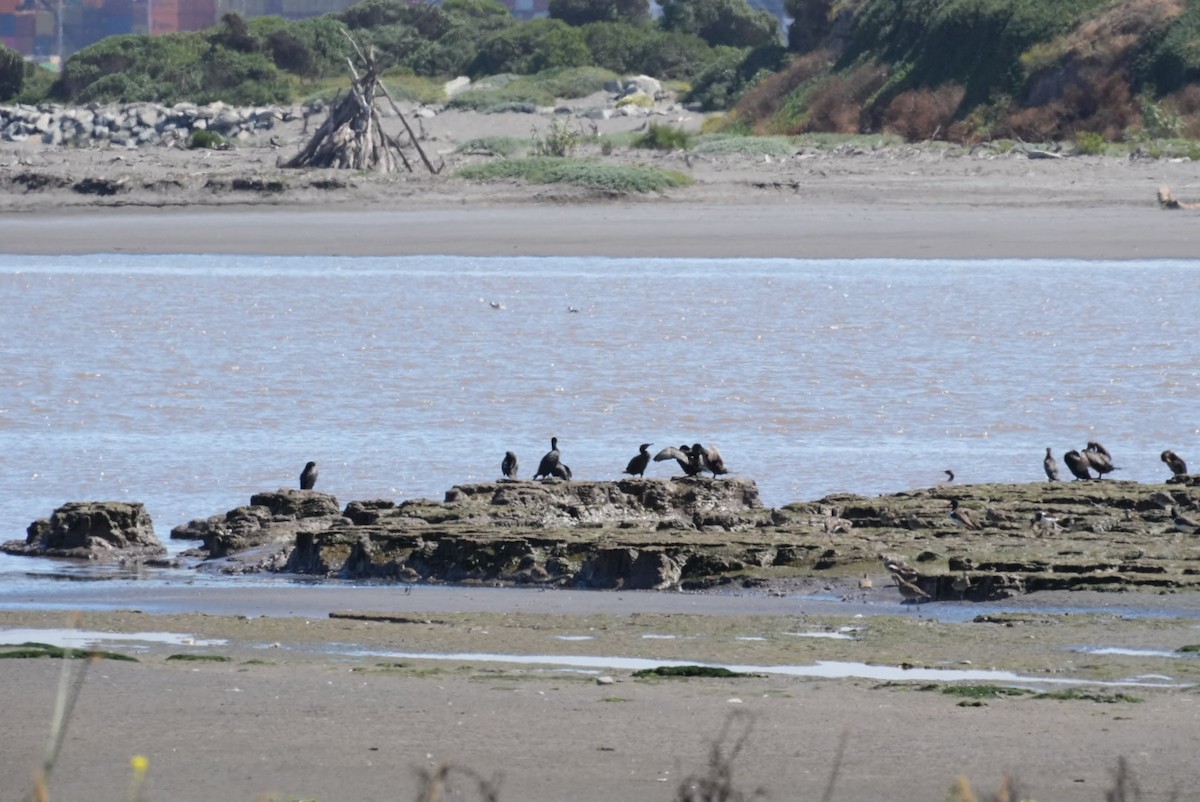 Neotropic Cormorant - ML646994617