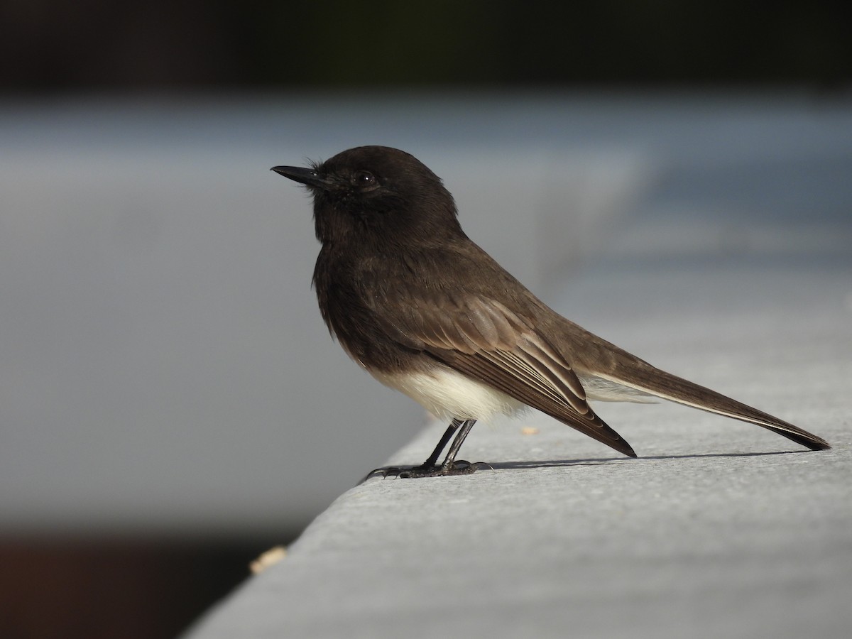 Black Phoebe - ML646994618