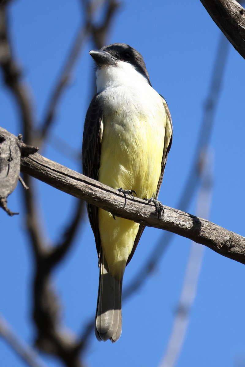 tykknebbkongetyrann - ML646994619