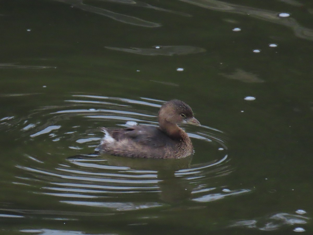 potápka americká - ML646994621