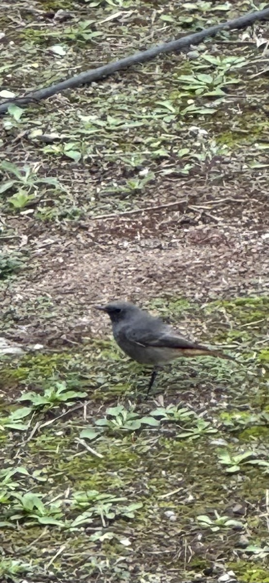 赭紅尾鴝 - ML646994627