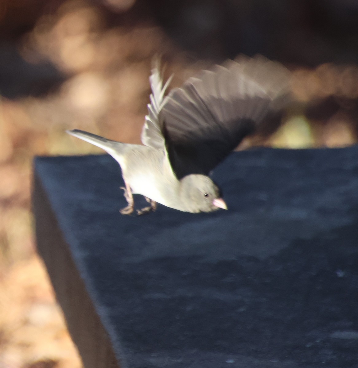 Kara Gözlü Junko - ML646994629