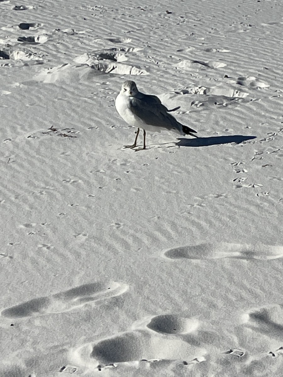 Ring-billed Gull - ML646994631