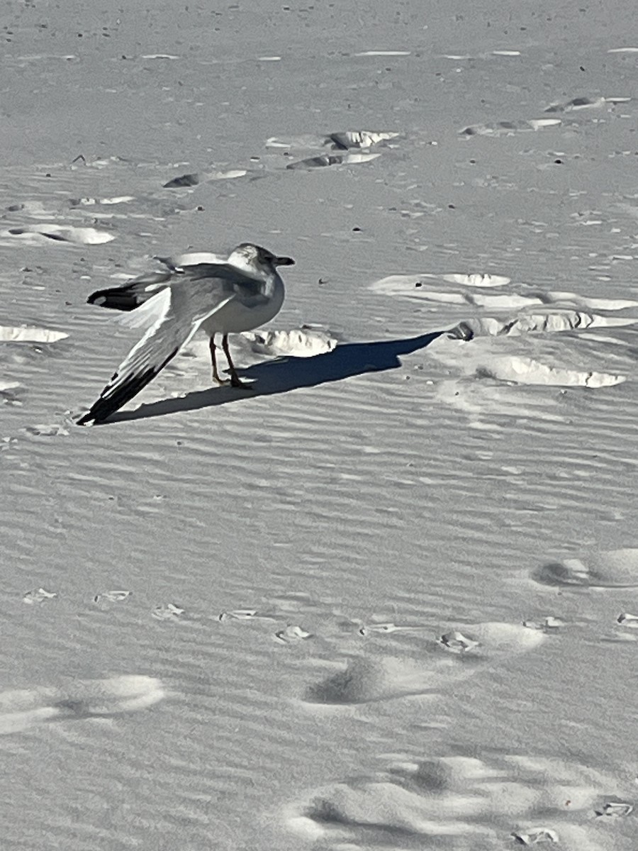 Ring-billed Gull - ML646994632