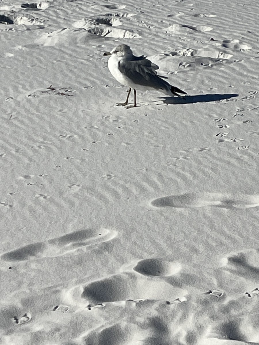 Ring-billed Gull - ML646994634