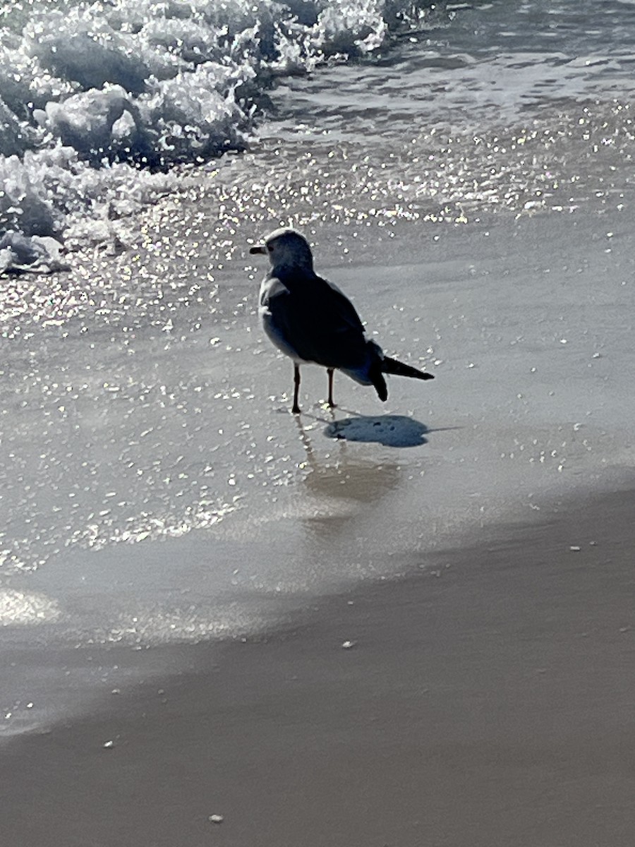 Ring-billed Gull - ML646994635