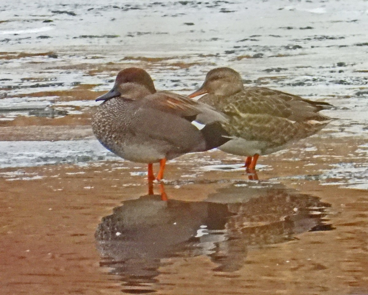 Gadwall - ML646994637