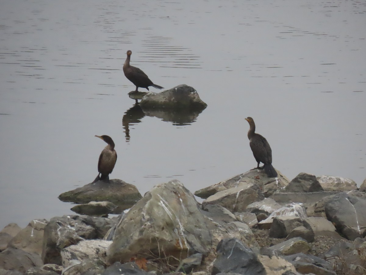 Double-crested Cormorant - ML646994638