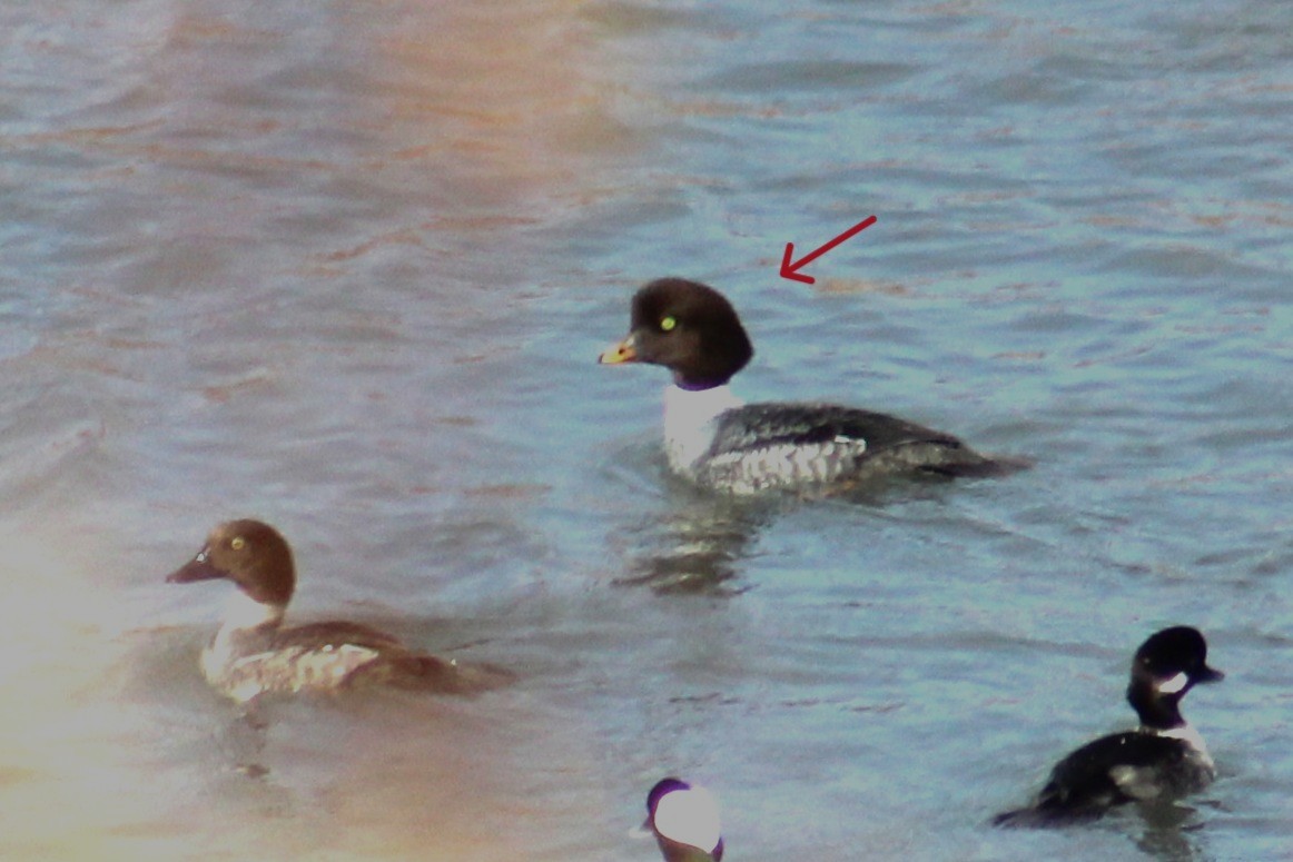 Barrow's Goldeneye - ML646994639