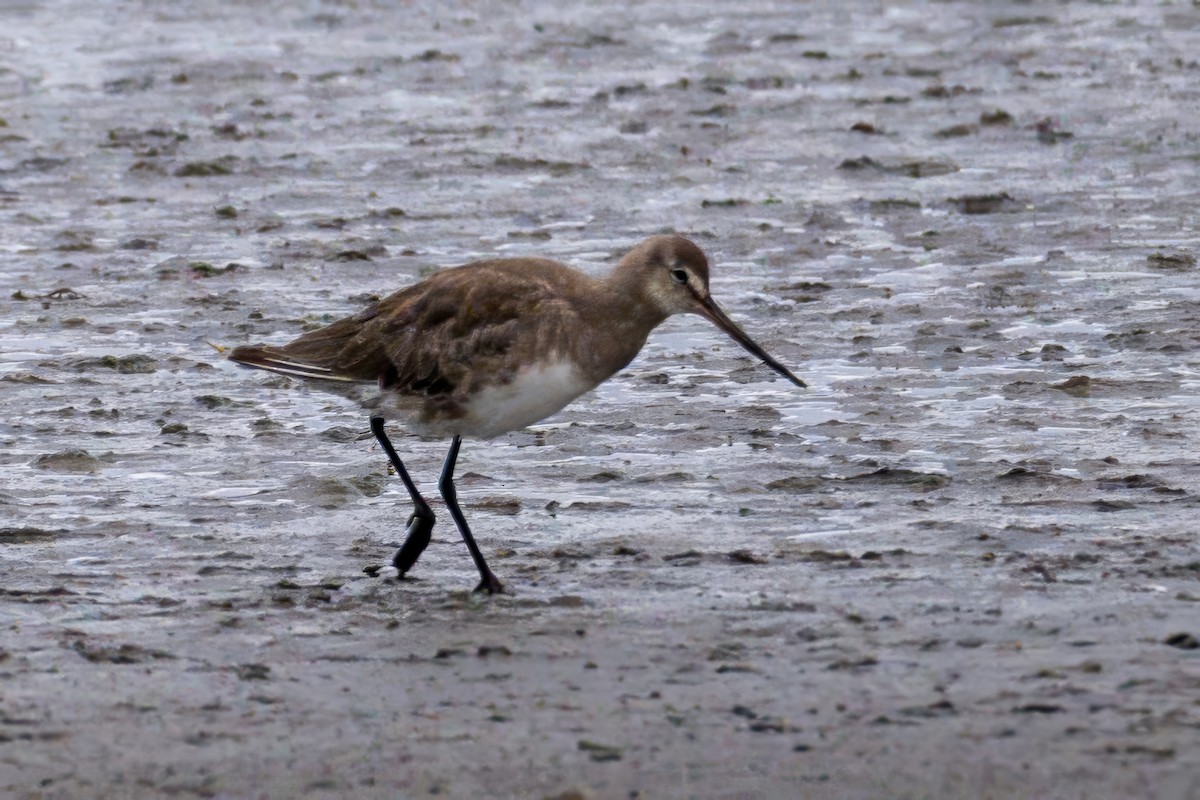 Hudson Çamurçulluğu - ML646994641