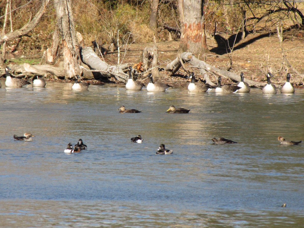 American Black Duck - ML646994642