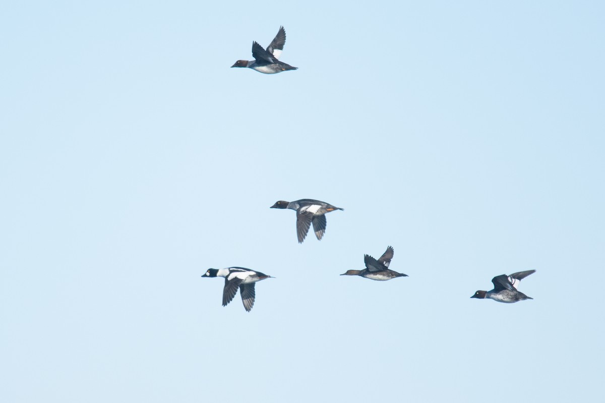 עבראש ירוק - ML646994644