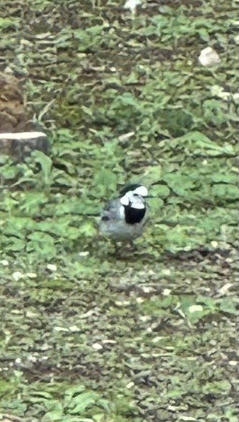 Bachstelze - ML646994646