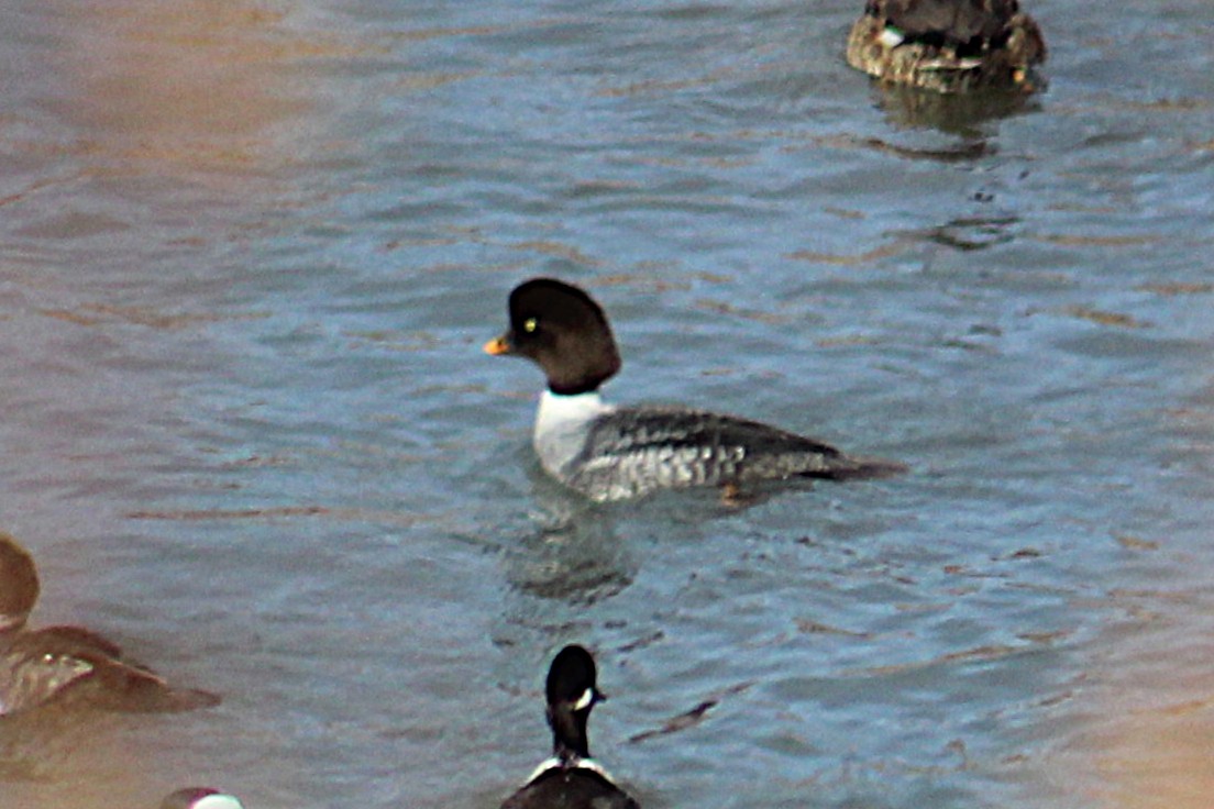 Barrow's Goldeneye - ML646994647