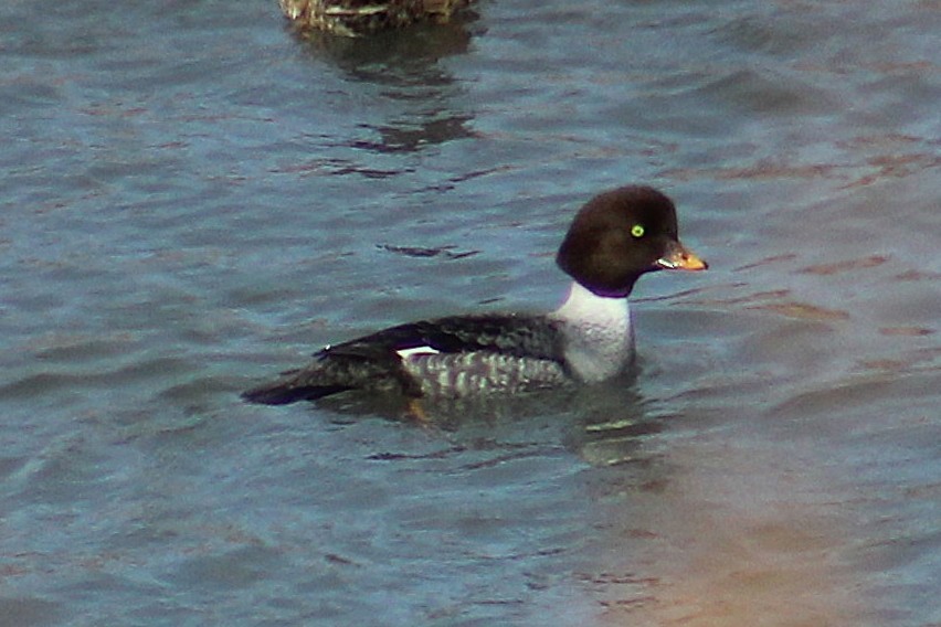 Barrow's Goldeneye - ML646994648
