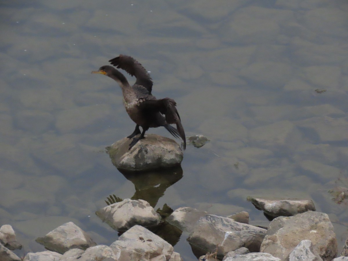 Double-crested Cormorant - ML646994651