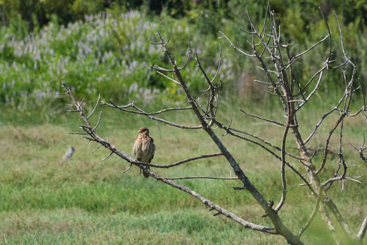 Chimango Caracara - ML646994652