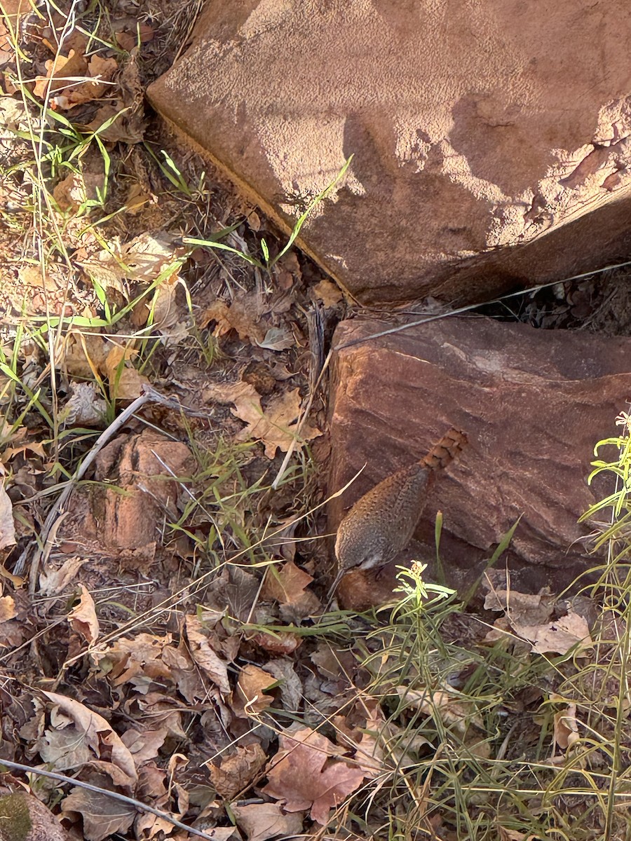 Canyon Wren - ML646994654