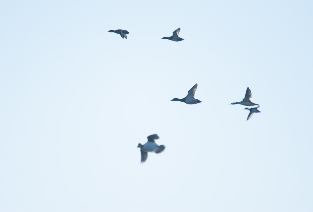 צולל ארוך-צוואר - ML646994656