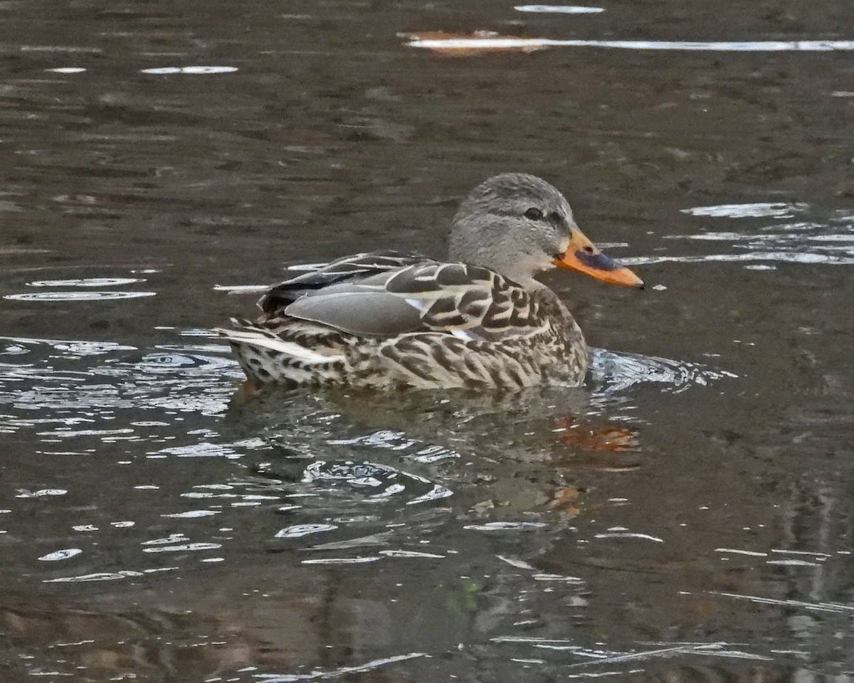 Mallard - ML646994657