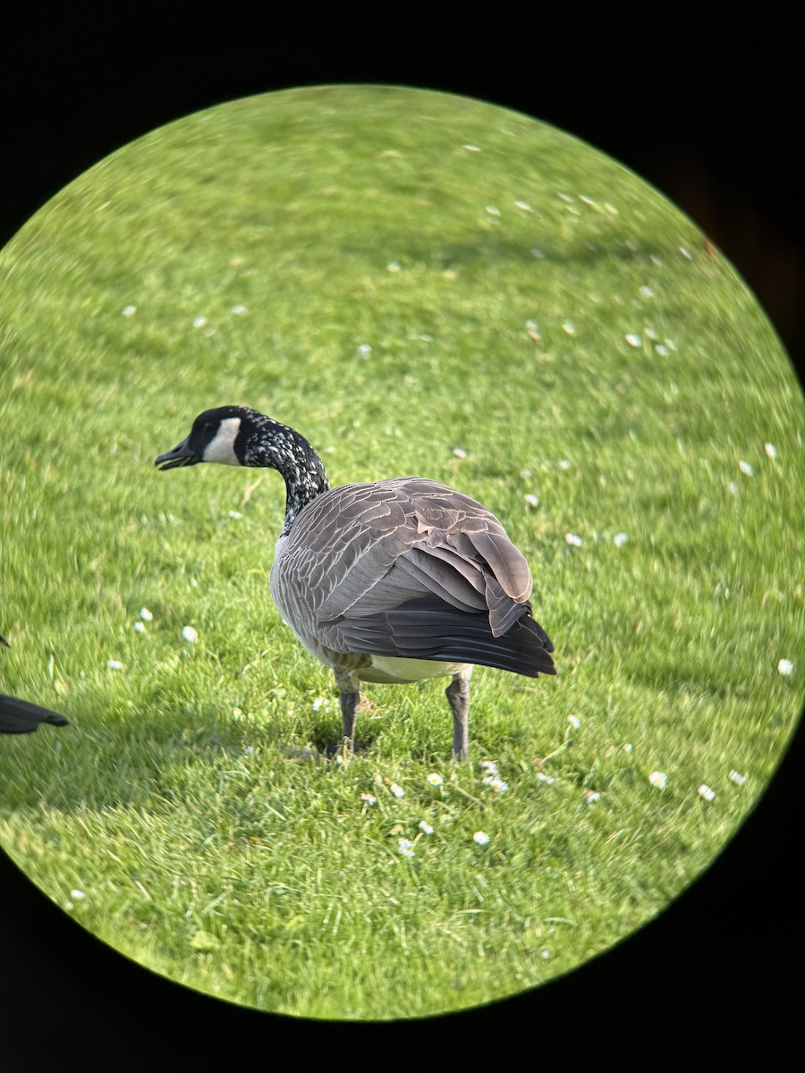 Канадская казарка (moffitti/maxima) - ML646994658