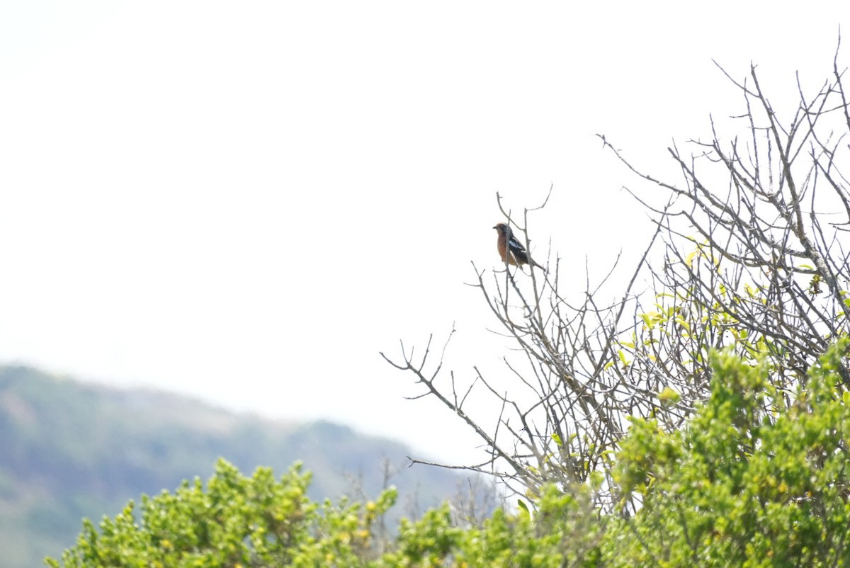 Rufous-tailed Plantcutter - ML646994667