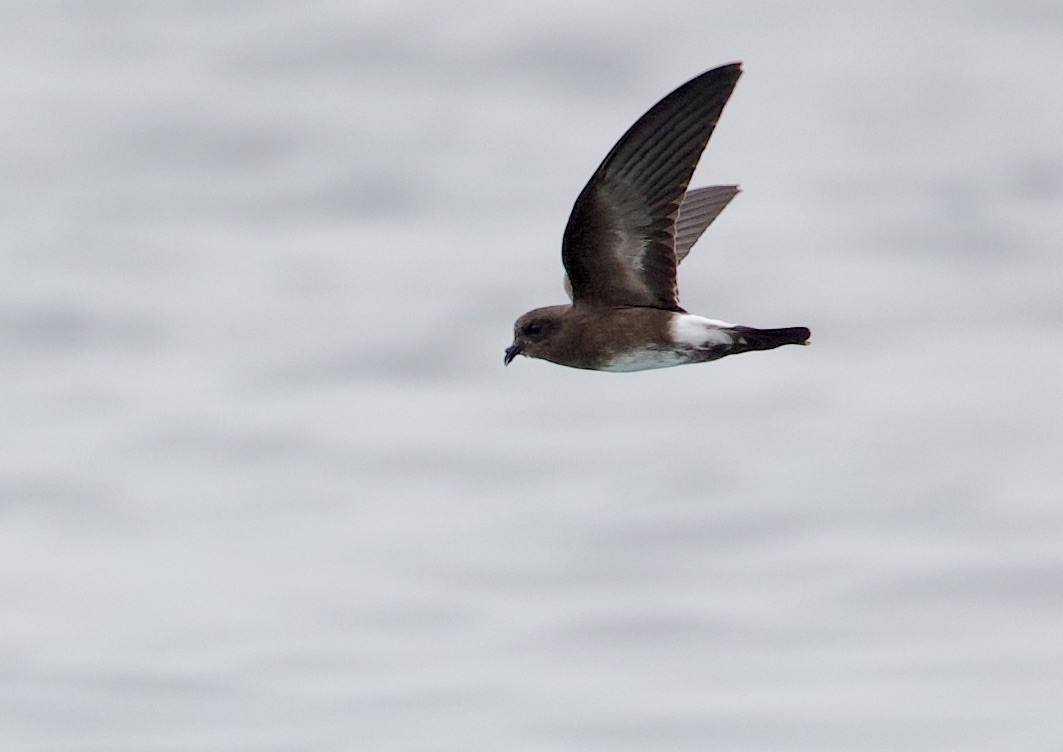 Elliot's Storm-Petrel - ML646994669