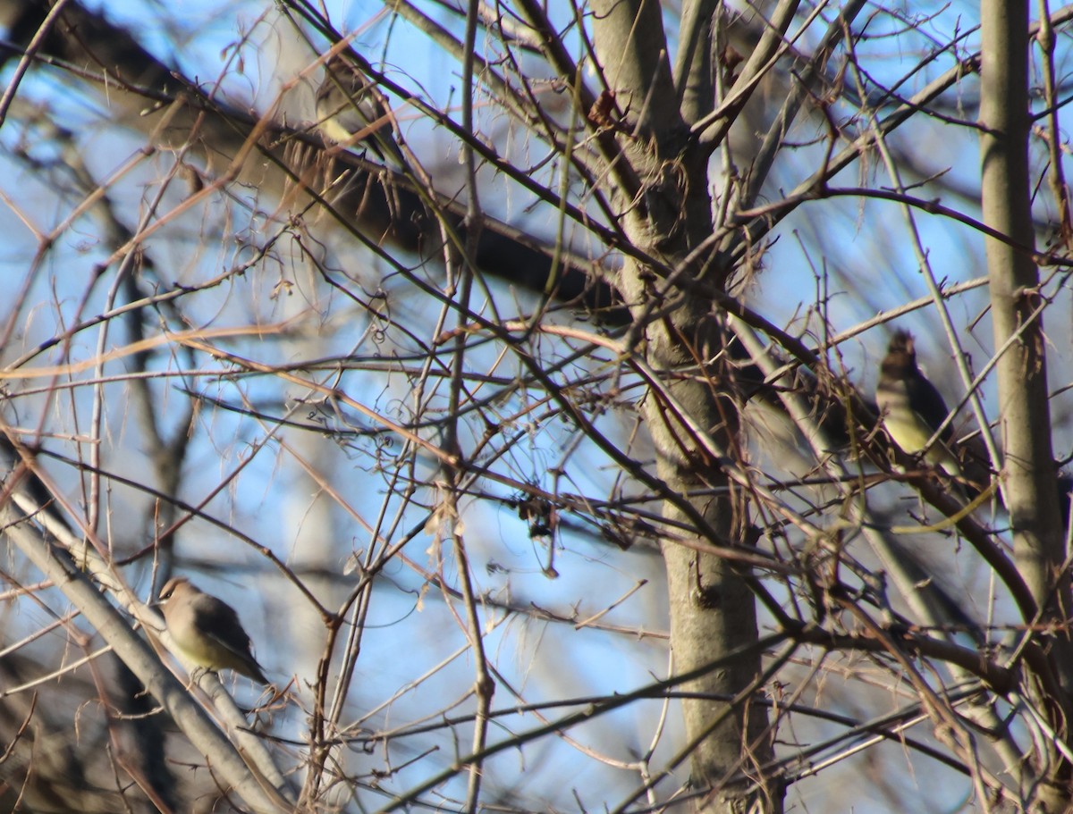 Cedar Waxwing - ML646994670