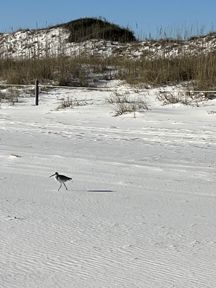 Willet - ML646994680