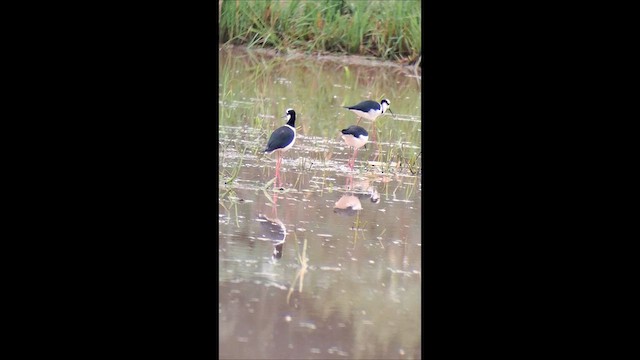 Black-necked Stilt (White-backed) - ML646994681