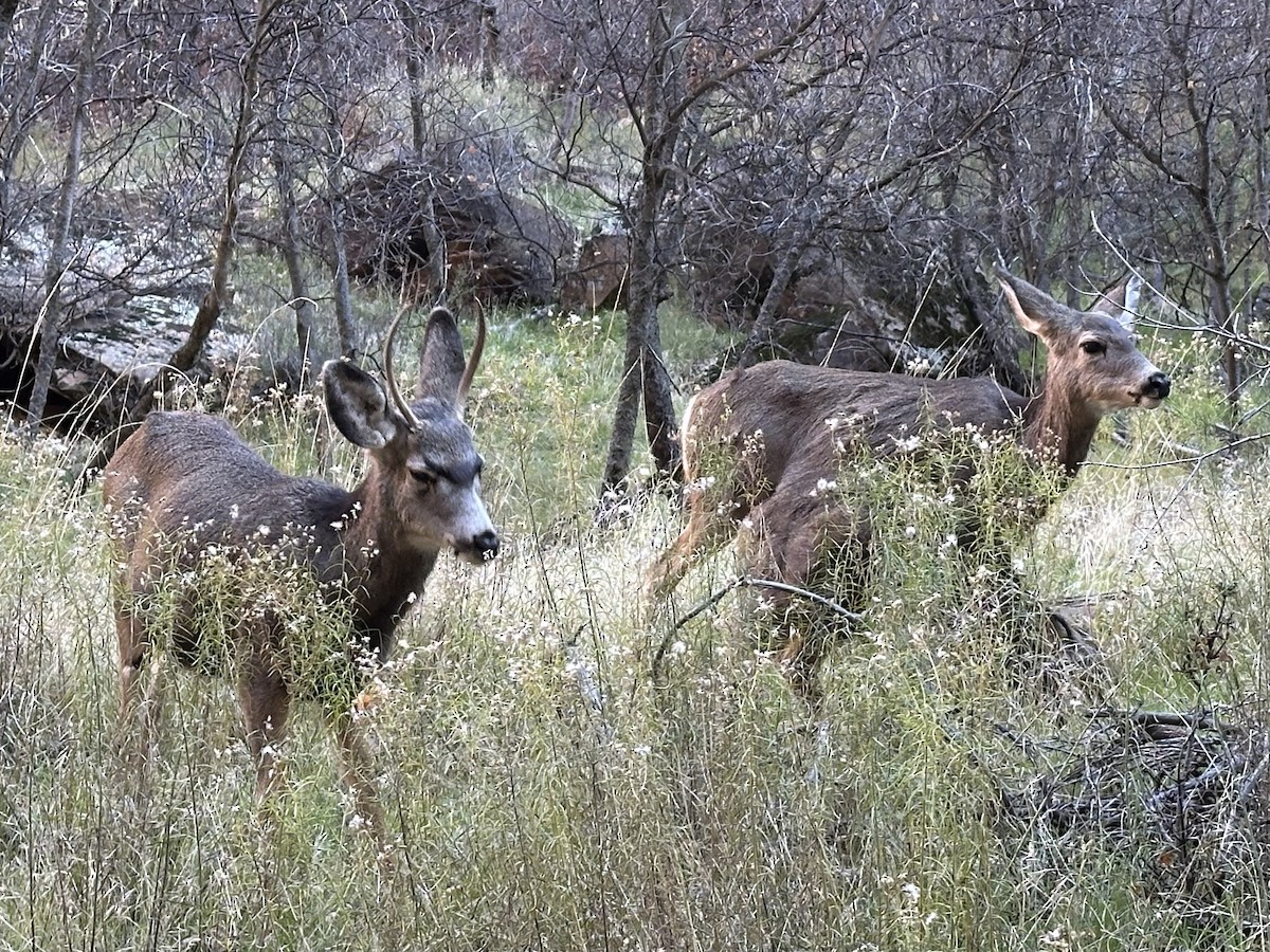 Mule Deer - ML646994682