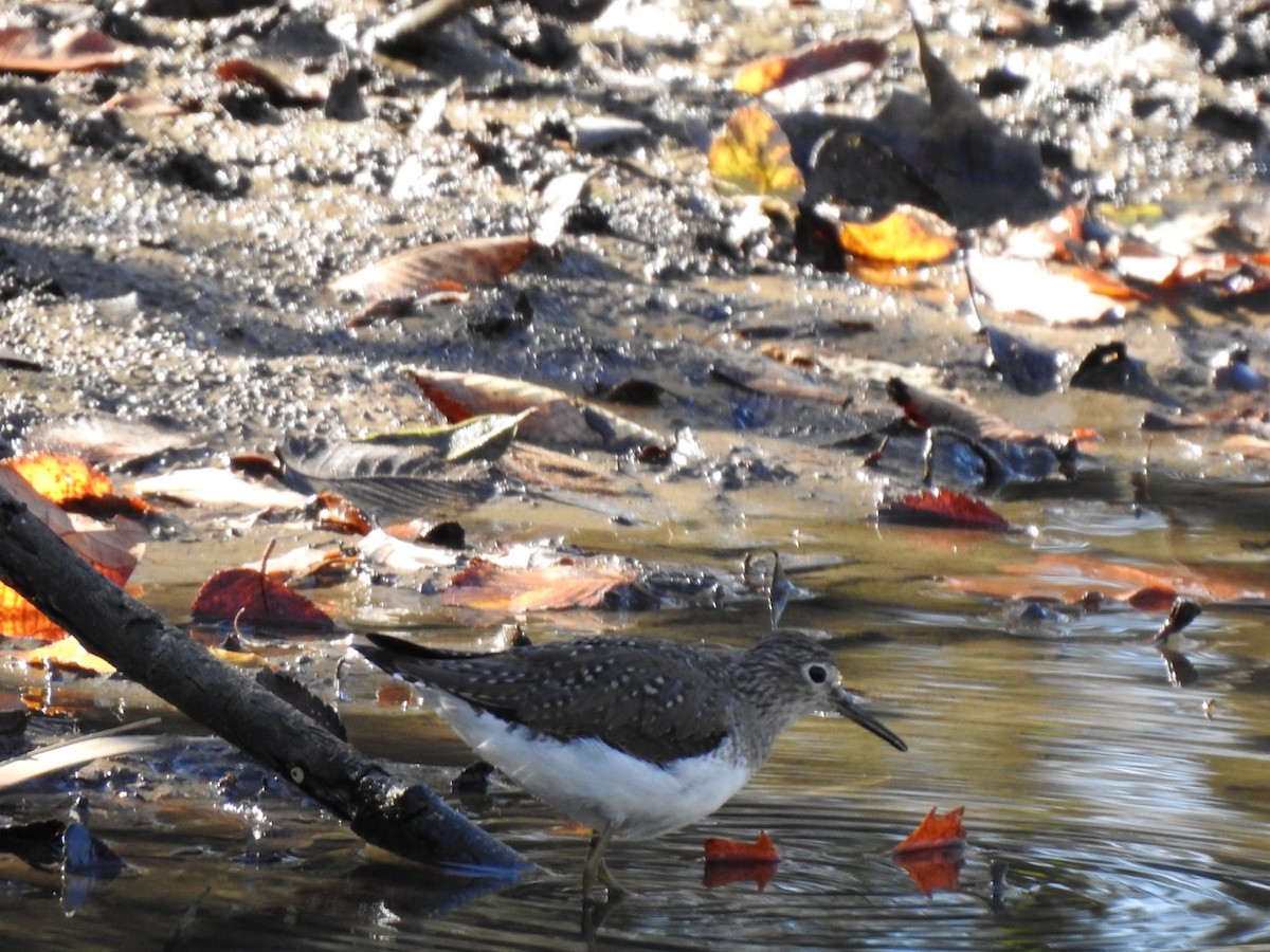 Solitary Sandpiper - ML646994684