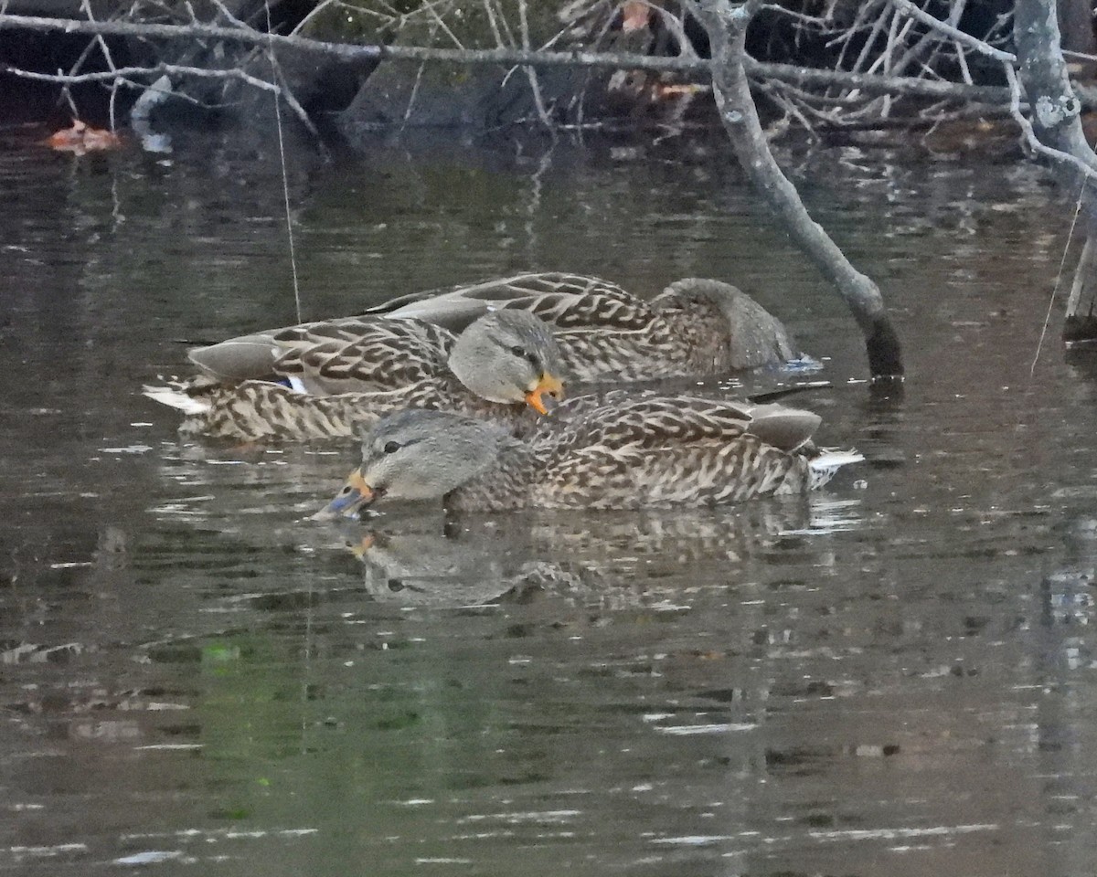 Mallard - ML646994688