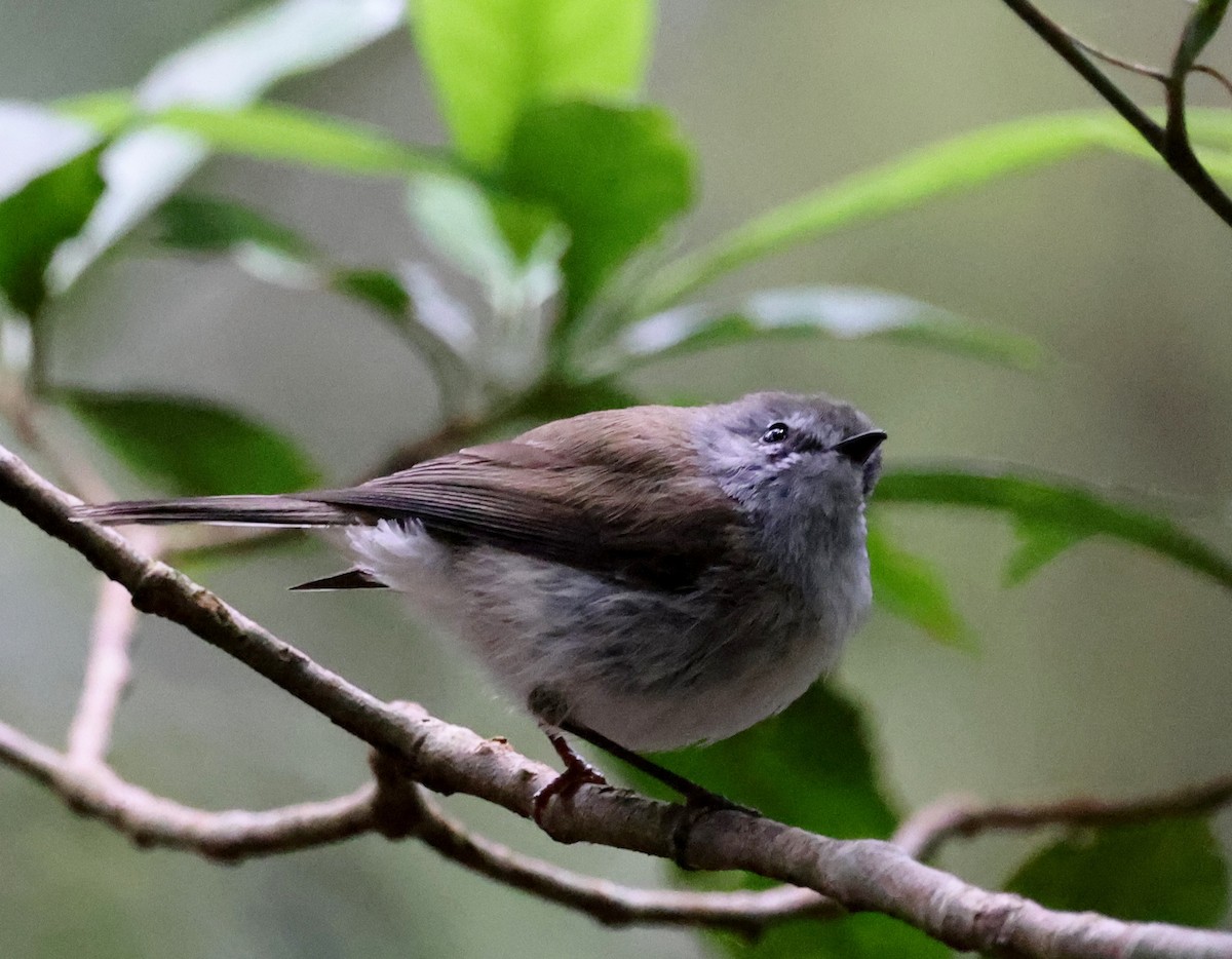 Brown Gerygone - ML646994692