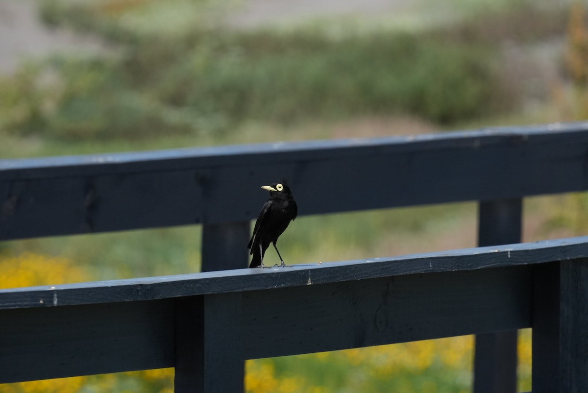 Brillendunkeltyrann - ML646994693