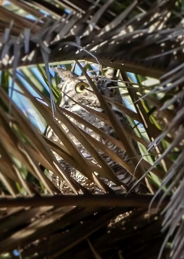 Great Horned Owl - ML646994699