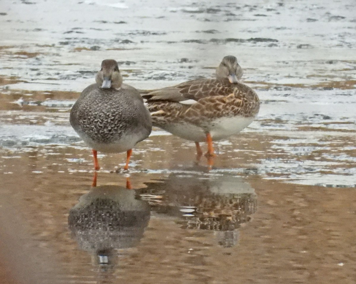 Gadwall - ML646994701