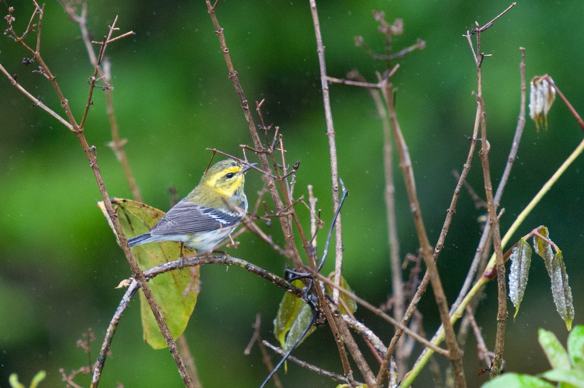 Blackburnian Warbler - ML646994705