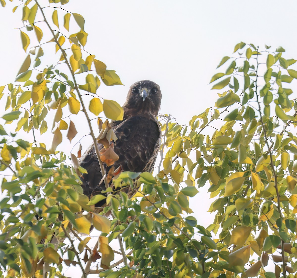 Red-tailed Hawk - ML646994706