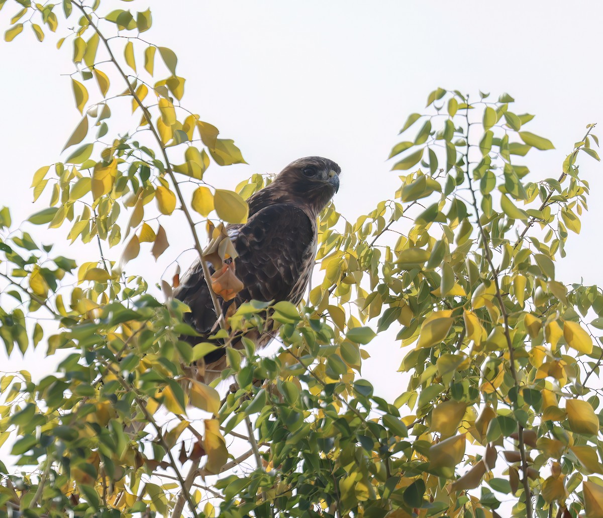 Red-tailed Hawk - ML646994707