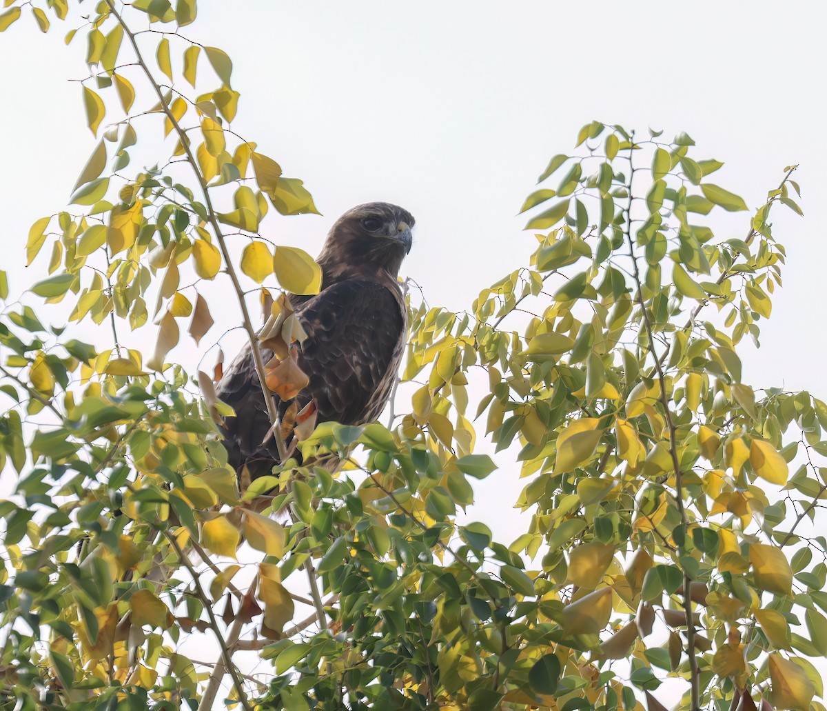 Red-tailed Hawk - ML646994708