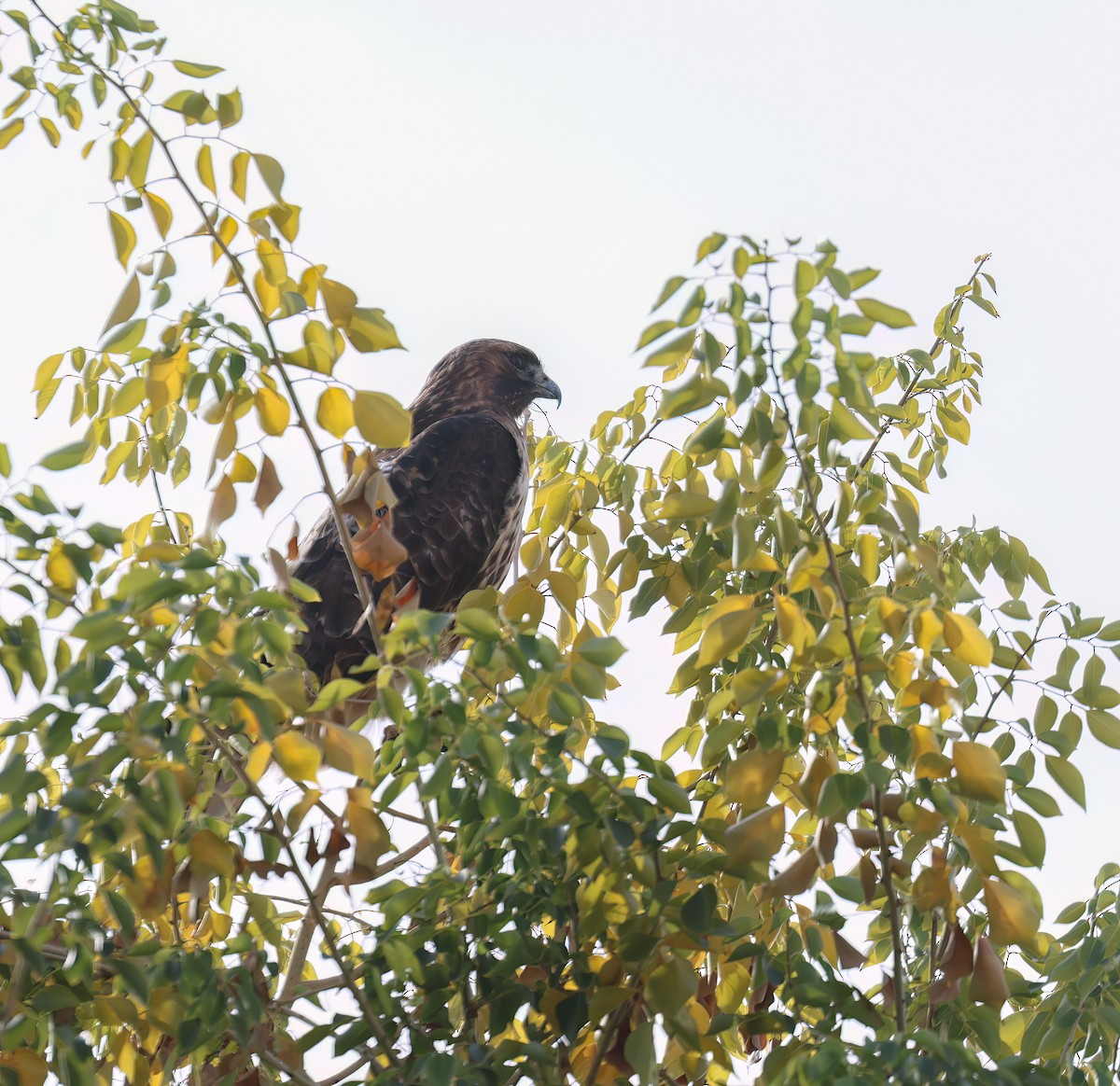 Red-tailed Hawk - ML646994709