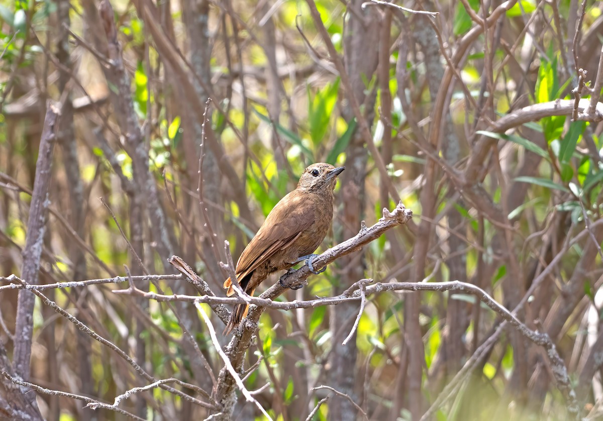 ハゲラ - ML646994717