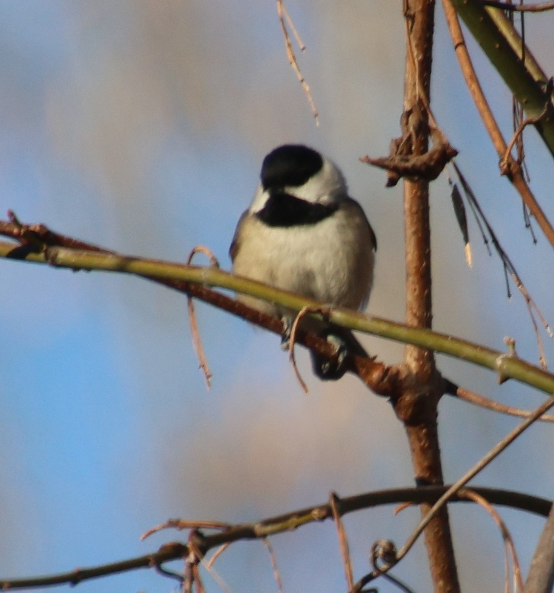 Karolina Baştankarası - ML646994725