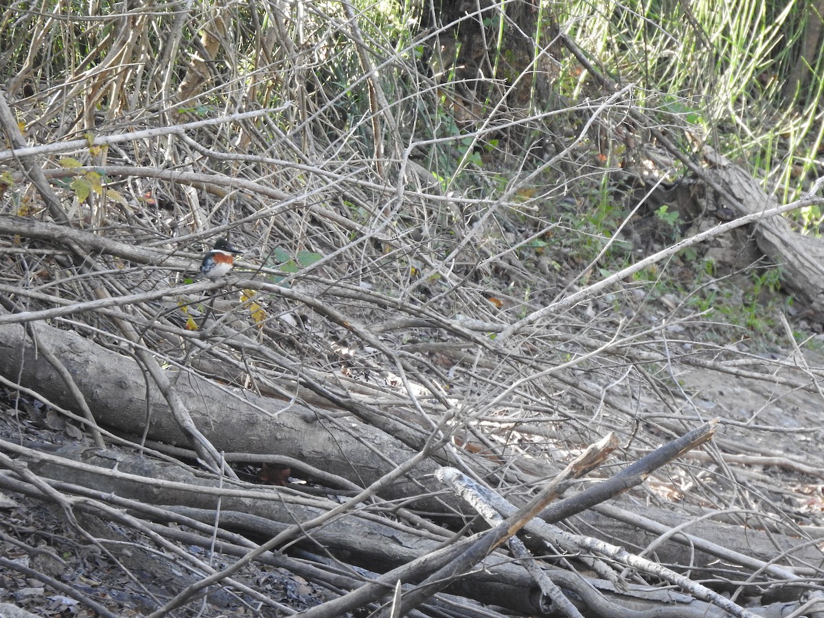 Green Kingfisher - ML646994730
