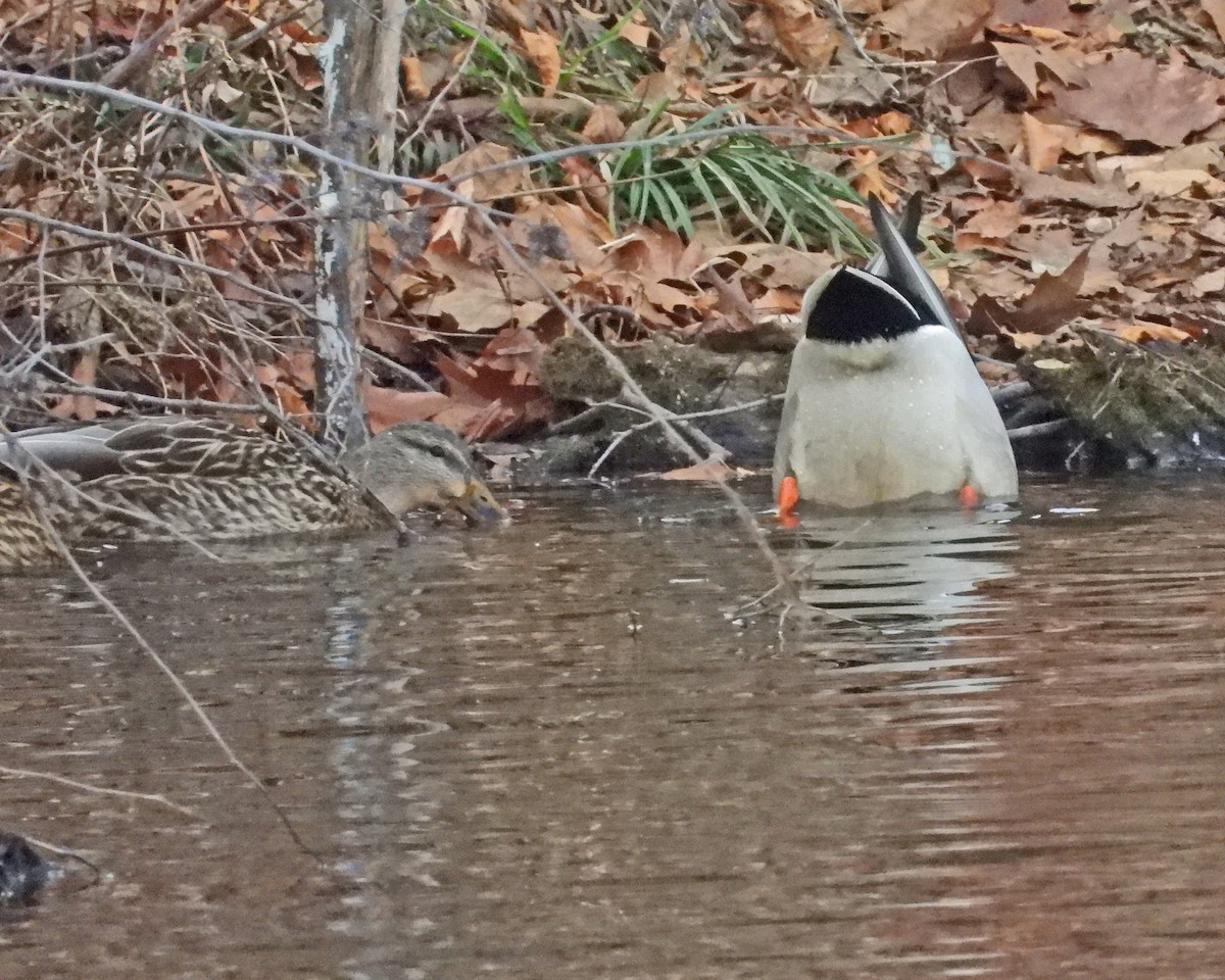 Mallard - ML646994733